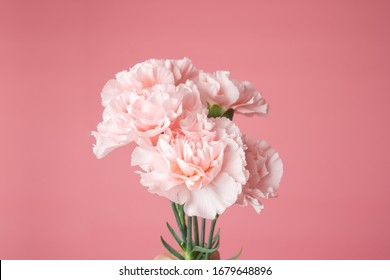 Close up photo of a pink carnation bouquet isolated over pink background with copyspace