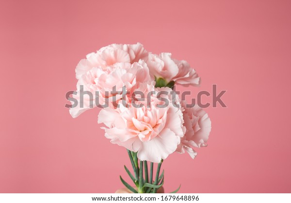 Close up photo of a pink carnation bouquet\
isolated over pink background with\
copyspace