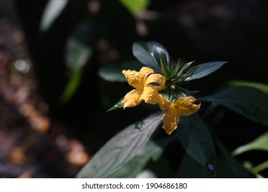 Close Up Photo Of Porcupine Flower