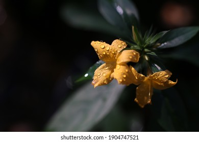 Close Up Photo Of Porcupine Flower