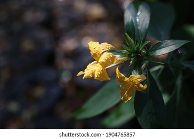 Close Up Photo Of Porcupine Flower