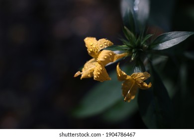 Close Up Photo Of Porcupine Flower