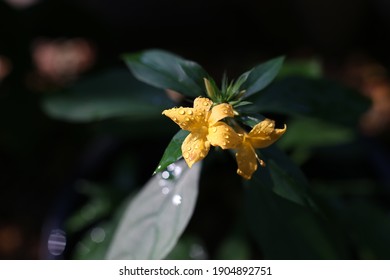 Close Up Photo Of Porcupine Flower