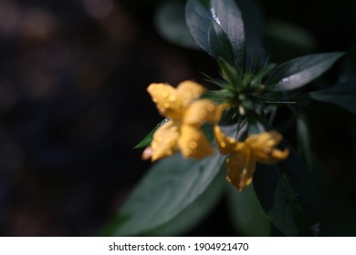 Close Up Photo Of Porcupine Flower