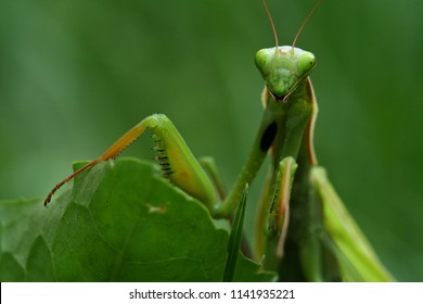 Close up Photo of a praying mantis (Mantis religiosa)