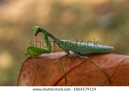 Close up Photo of a praying mantis (Mantis religiosa) giant African mantis or bush mantis in nice blur background insect wallpaper