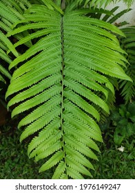 Close Up Photo Of Pteridophyta Branch 