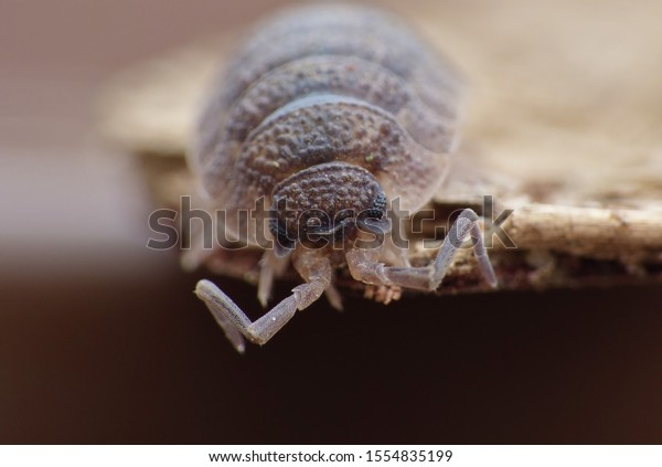 close up photo of a purple woodlouse / doodle\
bug / pill bug / roly poly bug with details. photo taken in the\
untied kingdom.