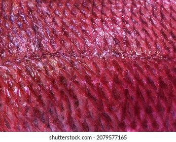 Close Up Photo Of Red Fish Skin. Closeup Photo Of Kinki Fish, Channel Rockfish, For Delicious Premium Japanese Cooking Such As Sushi, Grilled Fish. Texture Skin Of Premium Javanese Food.