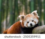 close up photo of the Red Panda on green forest background