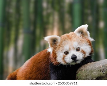 close up photo of the Red Panda on green forest background - Powered by Shutterstock