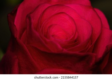 Close Up Photo Of Red Rose With Inner Glow Effect. Background Of Romantic And Passion Rose.