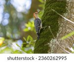 Close up photo of a red-bellied woodpecker on a tree.