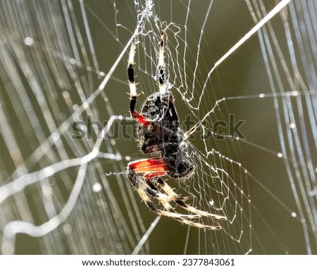 Close up photo of a Red-femured spotted orb weaver.