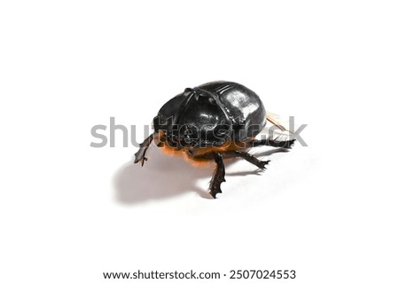 Similar – Image, Stock Photo Close up of Dynastinae beetle, brown insect. Ecuador