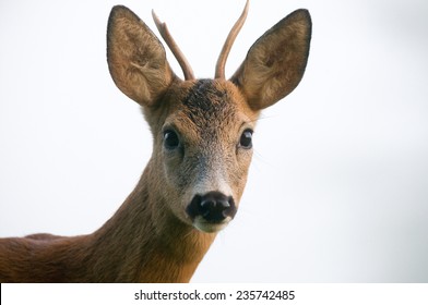 Close Up Photo Of Roe Deer