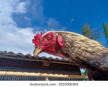 Close Up Photo Of Rooster With Chicken Coop Background