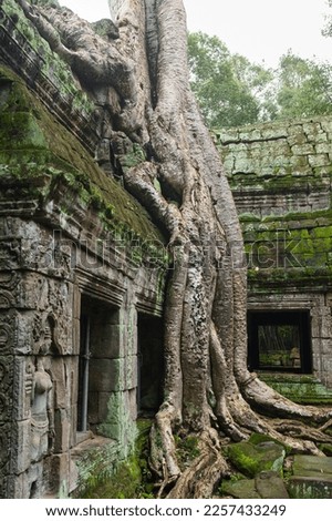 A close up photo of the roots of the famous spung tree that grows on the roof of the Ta Prohm temple. A metal support can be seen in the window to prevent collapse from the weight of the large tree. 