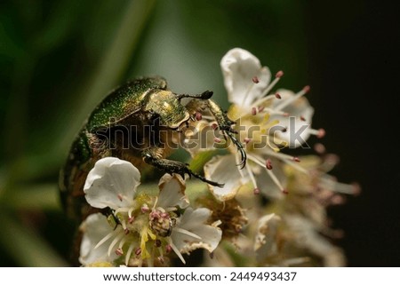 Close up photo of Rose Chafer Beetle