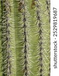 Close up photo saguaro cactus green trunk with columns of sharp, brown thorns. Sonoran Desert, Arizona USA
