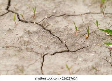 Close Up Photo Of The Saline Soil