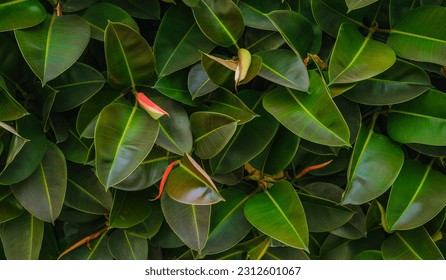A close up photo of Selective focus green leaves of rubber fig on the tree, Ficus elastica is a species of flowering plant in the family Moraceae, Nature background