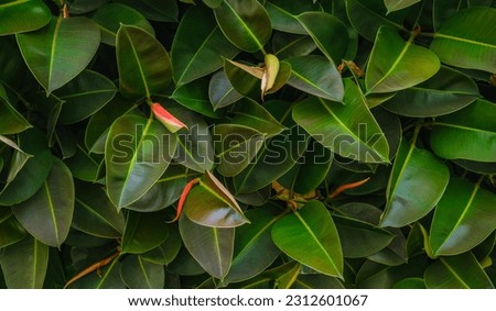 A close up photo of Selective focus green leaves of rubber fig on the tree, Ficus elastica is a species of flowering plant in the family Moraceae, Nature background