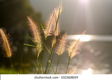 Close up photo with shallow depth of field of soft water plants back-lit by the golden light making it look pinkish color. Peaceful view.