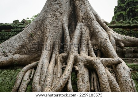 A close up photo showing in detail the roots of one of the famous, giant spung trees, climbing down from the roof of the Ta Prohm temple. The texture of the bark can be seen in good detail.