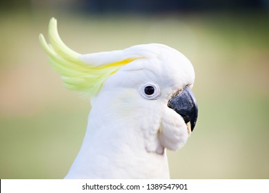 Close Photo Showing Head Sulphurcrested Cockatoo Stock Photo 1389547901 