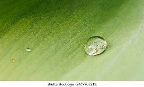 A close up photo showing a water droplet on a vibrant green leaf - Powered by Shutterstock