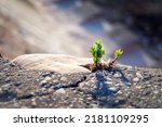 close up photo of a small strong sprout breaking through a stone