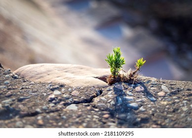 Close Up Photo Of A Small Strong Sprout Breaking Through A Stone