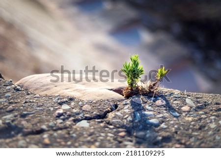 close up photo of a small strong sprout breaking through a stone