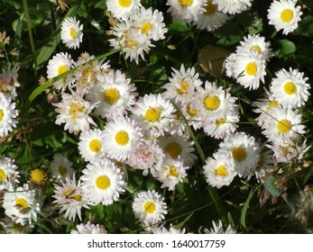 Close photo of small white marguerites flowers among green grass