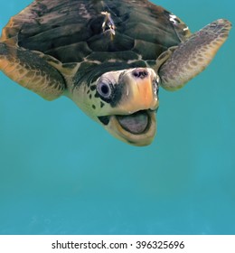 Close Photo Of Smiling Sea Turtle In Water. Olive Green Turtle Swimming In Pool. Turtle Protection Sanctuary. Green Tortoise With Open Mouth. Square Image Of Sea Animal In Zoo. Marine Species Aquarium