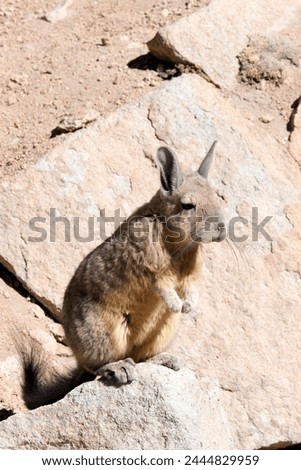 A close photo of southern viscacha in Bolivia