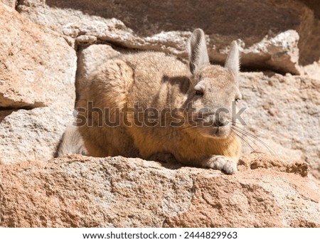 A close photo of southern viscacha in Bolivia