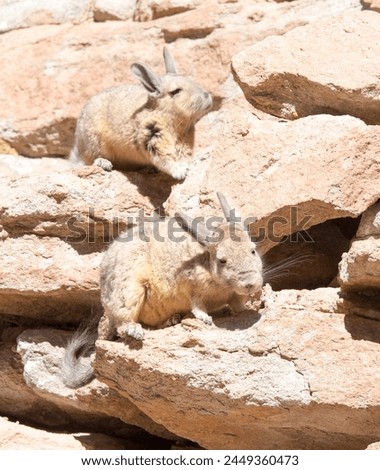 Close photo of southern viscacha in Bolivia