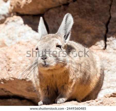 Close photo of southern viscacha in Bolivia