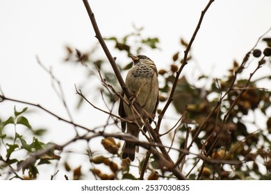 Close up photo of a sparrow siting on a branch - Powered by Shutterstock