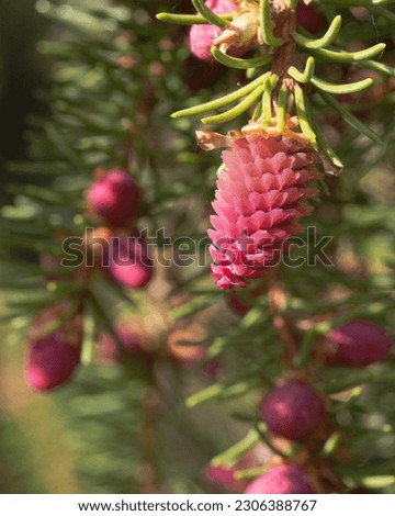 Close up photo of a spruce flower