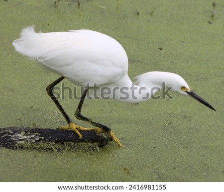 Close up photo of a stunningly beautiful Pure White Snowy Egret.