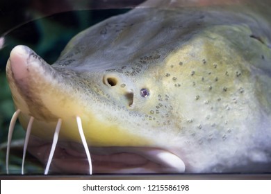 A Close Up Photo Of Sturgeon Fish Acipenseridae While Swimming On An Aquarium Water Somewhere In Asia