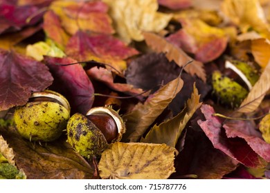 Close up photo of three conkers, chestnuts, buckeyes among passel dry autumn fall foliages in warm colors. - Shutterstock ID 715787776