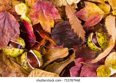 Close up photo of three conkers, chestnuts, buckeyes among passel dry autumn fall foliage in warm colors. - Shutterstock ID 715787968