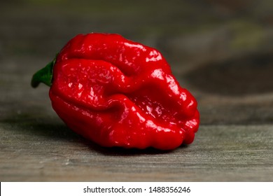 Close up photo Trinidad Moruga Scorpion (Capsicum chinense) chili pepper  Shiny bright red color  Brown   grey wood background  