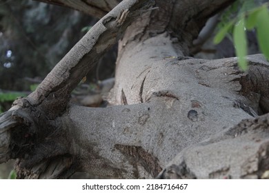 So Close Photo To A Trunks