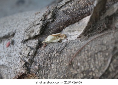 So Close Photo To A Trunks