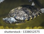 close up photo of turtle 